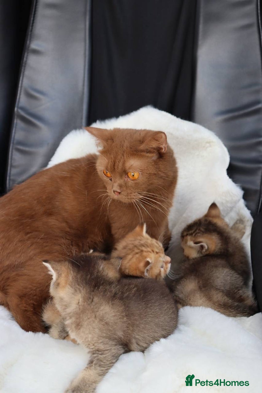 Scottish Fold cats for sale: Ready TICA reg stunning kittens available  - Image 31