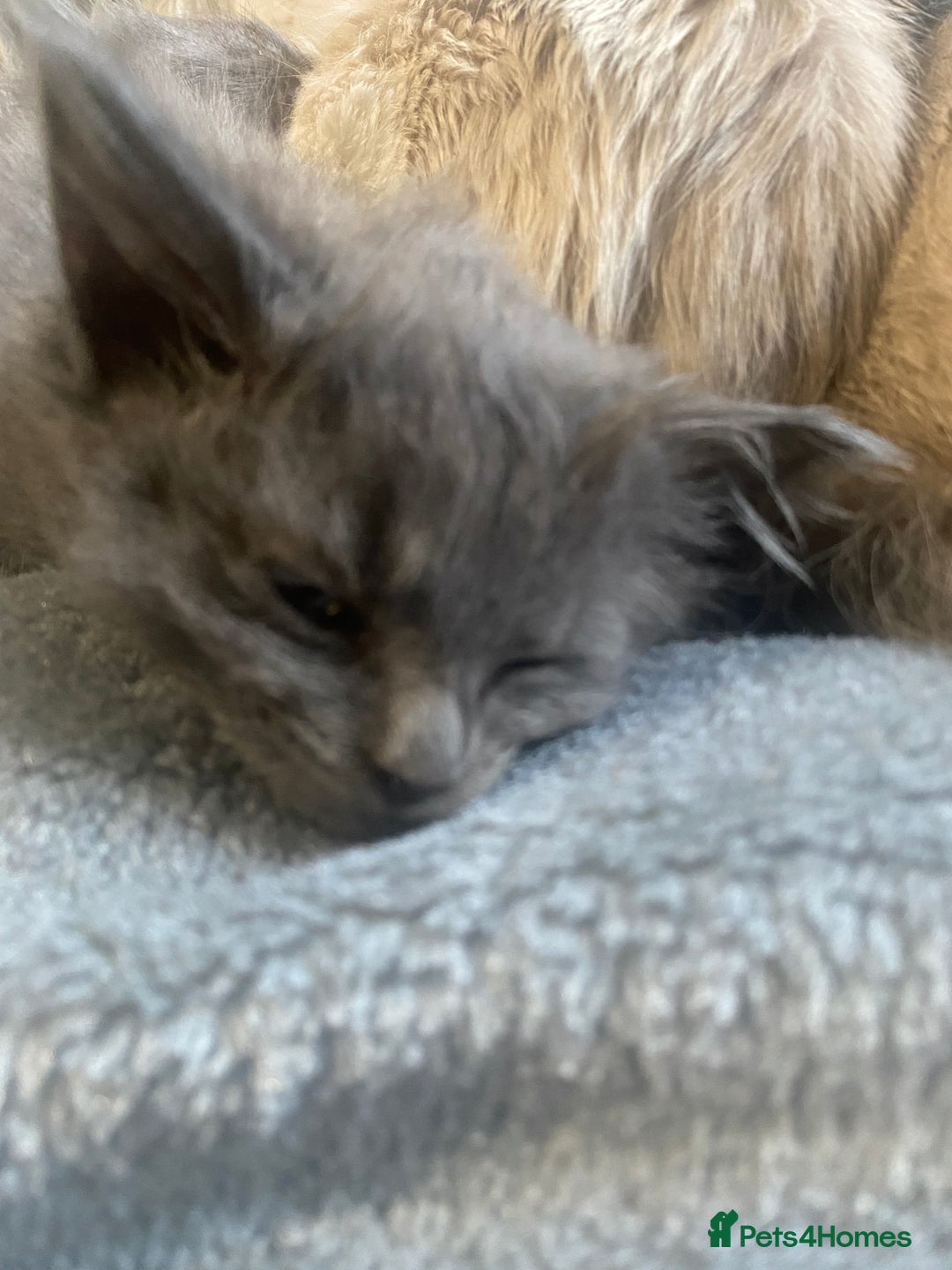 Mixed Breed cats for sale: 3 beautiful ragdoll cross British shorthair - Advert 1