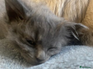 Mixed Breed cats 3 beautiful ragdoll cross British shorthair - Advert 1