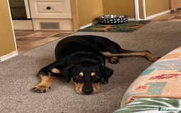 Mixed Breed dogs for adoption: Parker (Hound mix) - Image 13