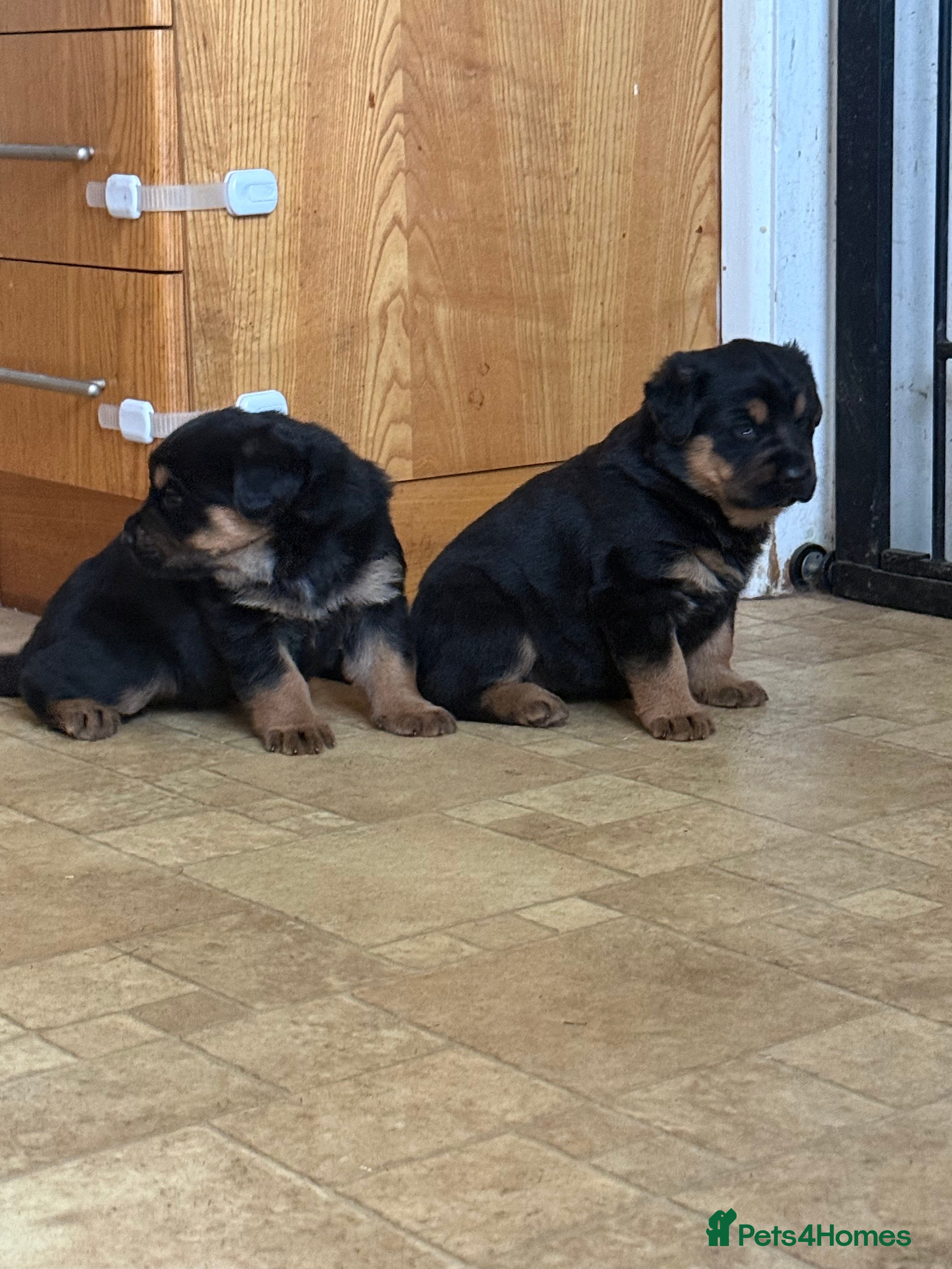 Mixed Breed dogs The best breed in the world  - Advert 15