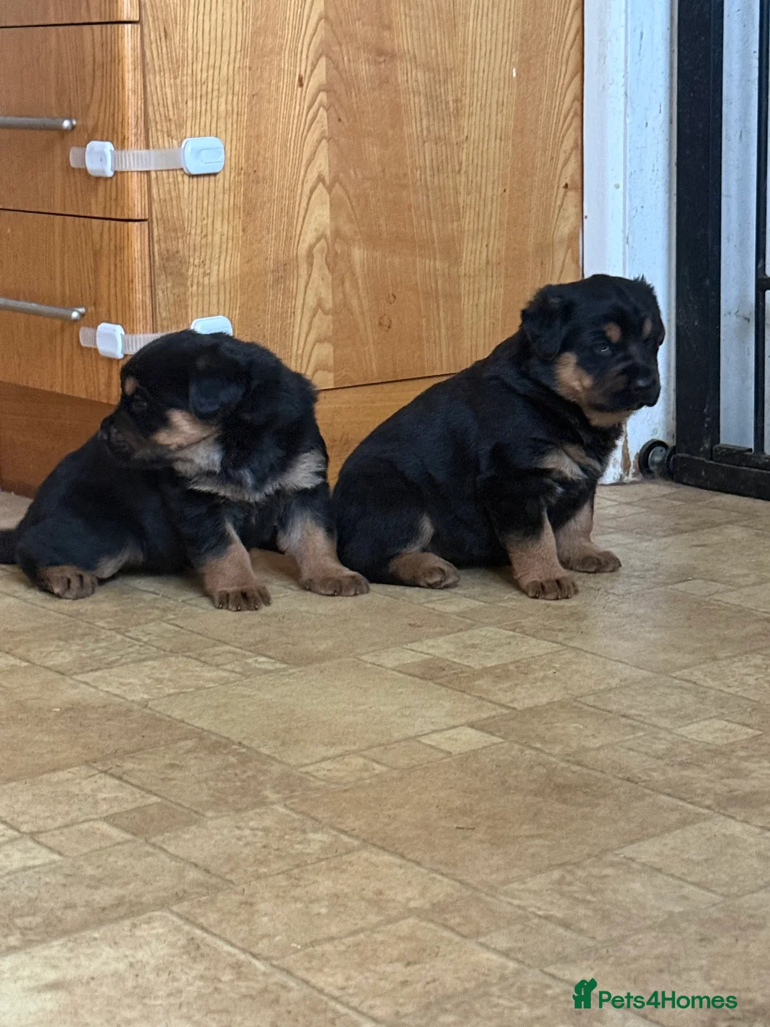 Mixed Breed dogs for sale: The best breed in the world  - Advert 4