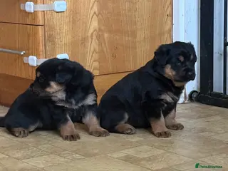 Mixed Breed dogs The best breed in the world - Advert 15