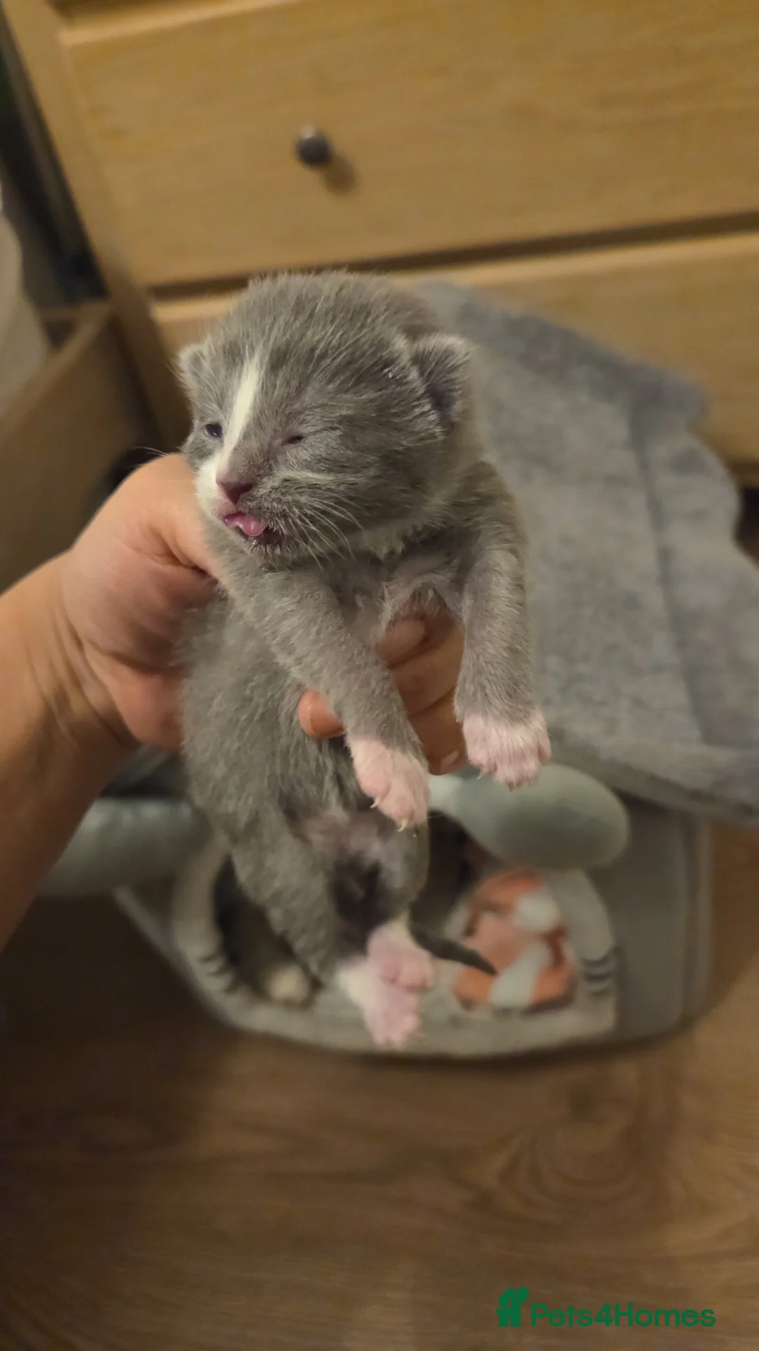 Mixed Breed cats for sale: RAGDOLL X SCOTTISH STRAIGHT  - Advert 12