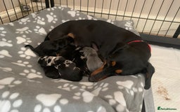 Miniature Dachshund dogs for sale: Miniature dachshunds  - Image 10