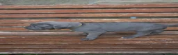 Cane Corso dogs for sale: Cane corso puppies - iccf champion bloodline  in Halifax - Advert 13
