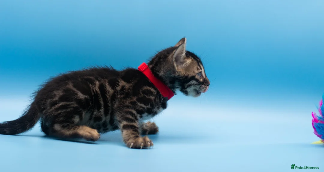 Bengal cats for sale: TICA Registered Bengal Kittens – Truly Magnificent - Advert 15