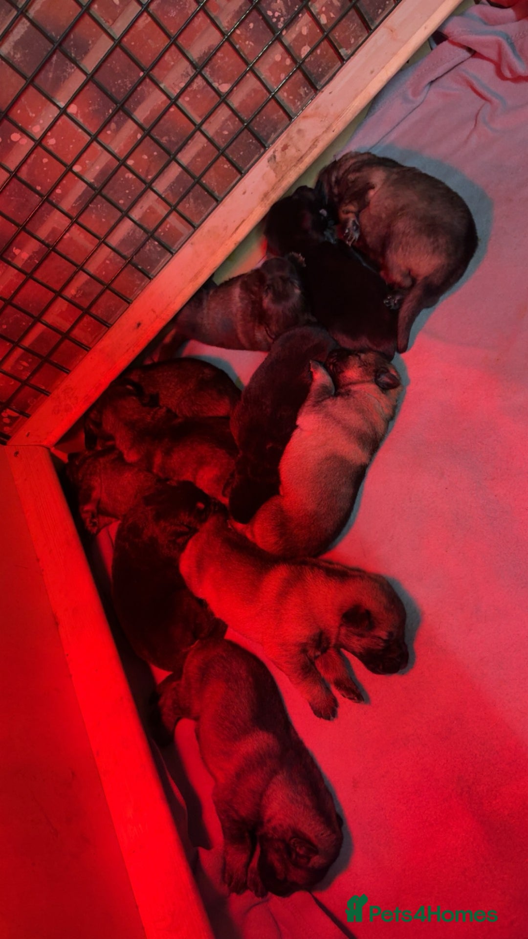 German Shepherd dogs for sale: German shepherd pups  - Advert 3