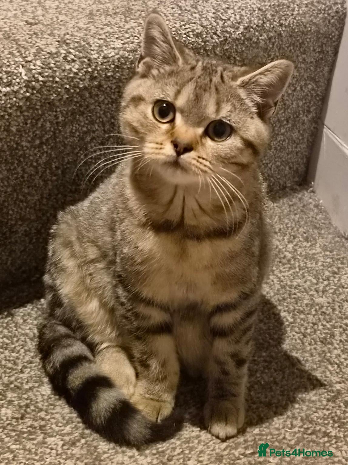British Shorthair cats Gorgeous British Shorthair  - Advert 1