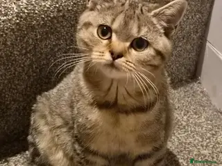 British Shorthair cats Gorgeous British Shorthair - Advert 1