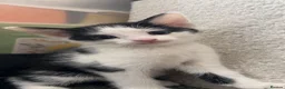 Domestic Shorthair cats for sale: Kittens needing homes asap in durham - Advert 8