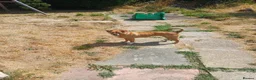 Mixed Breed dogs for adoption: Ruby the sweet rescued girl - Advert 3