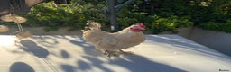 Mixed Breed poultry for sale: 3 beautiful Roosters raised by hand - Advert 4
