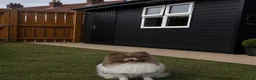 Pomeranian dogs for sale: Extra small teddy faced Pom - Advert 2