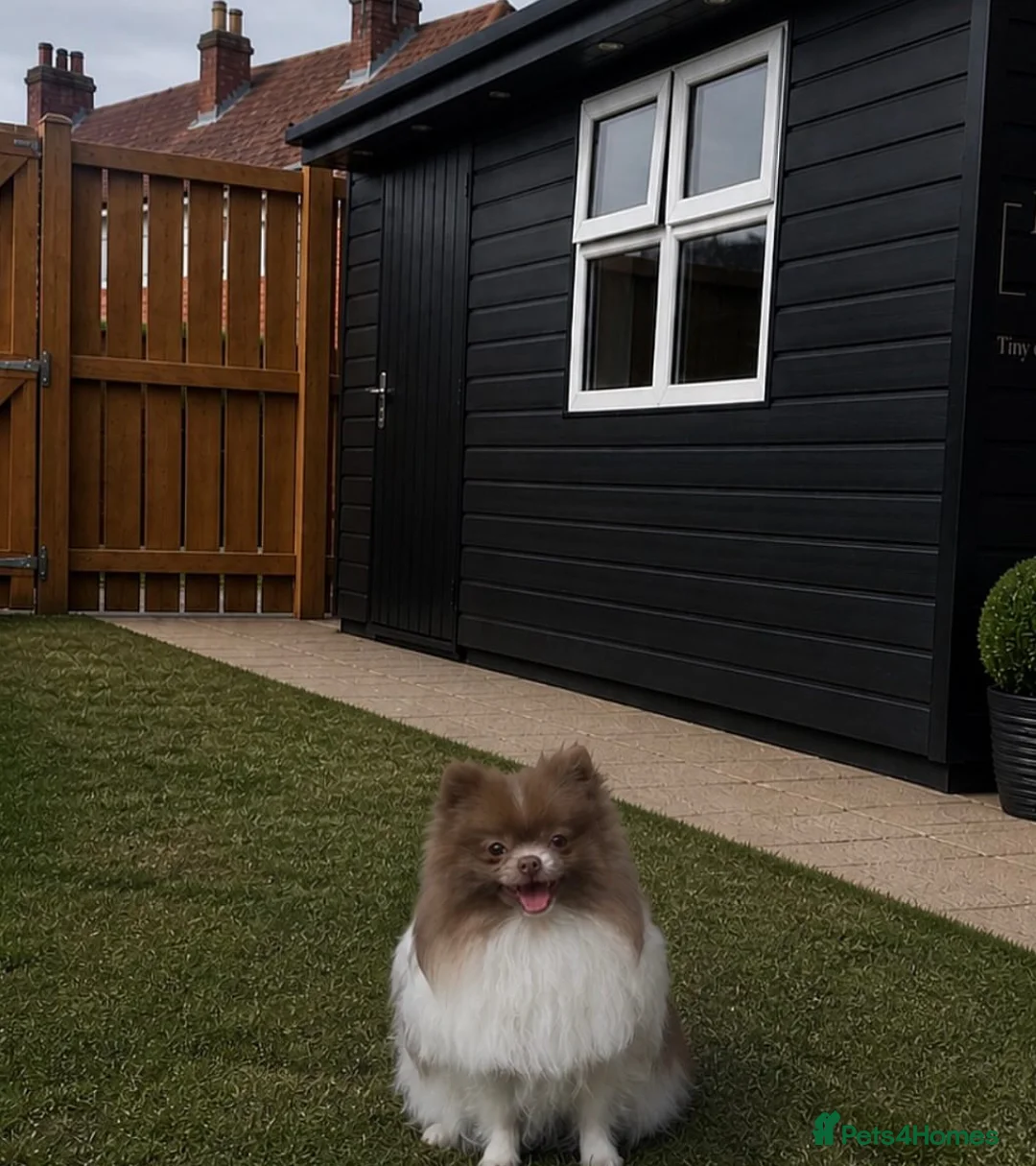 Pomeranian dogs for sale: Extra small teddy faced Pom - Advert 2