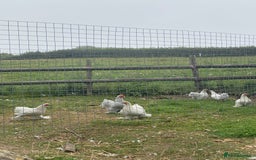 Chickens poultry for sale: Bantams for sale - Image 5