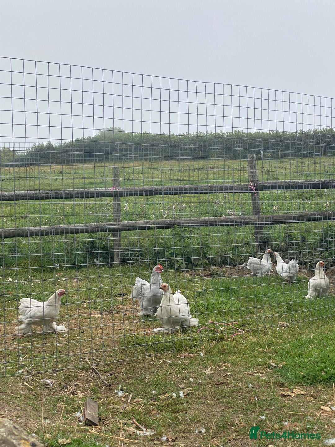 Chickens poultry for sale: Bantams for sale - Image 5