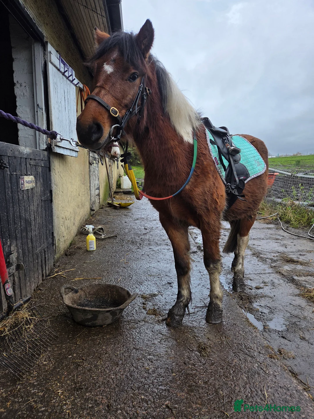 Dartmoor horses for sale: Beautiful 12,2 gelding  - Advert 11