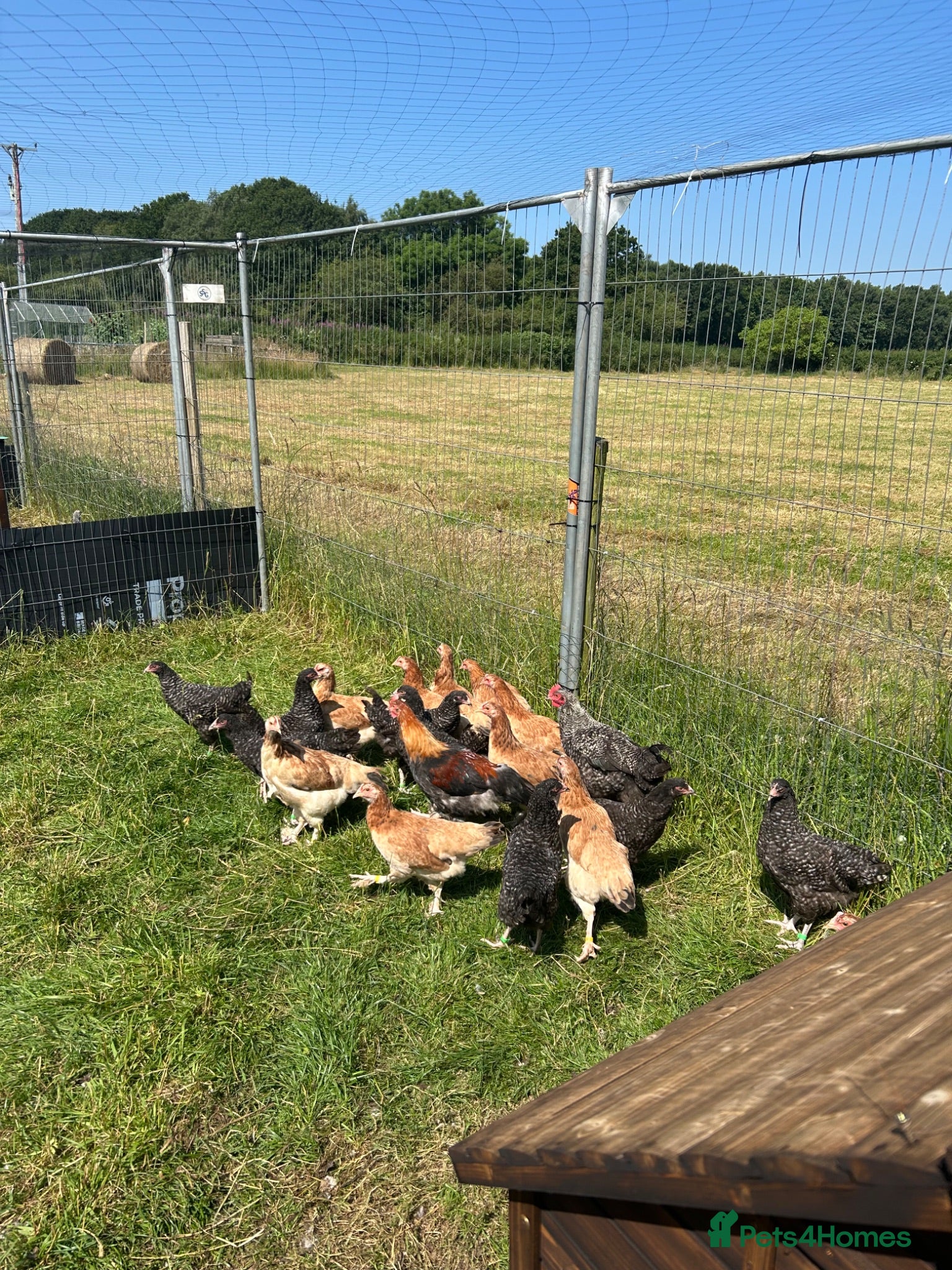 Hens poultry Wheaten and cuckoo Maran pullets - Advert 7