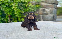 Cocker Spaniel dogs for sale: Black Tan and Chocolate Tan Show Cocker Spaniels  - Image 18