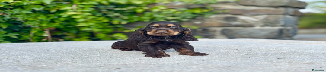 Cocker Spaniel Puppy 4