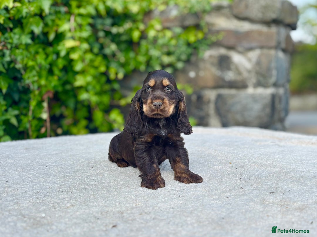 Cocker Spaniel dogs for sale: Black Tan and Chocolate Tan Show Cocker Spaniels  - Image 18