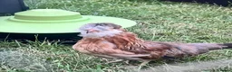 Chickens poultry for sale: Gold duckwing Araucanas - Advert 3