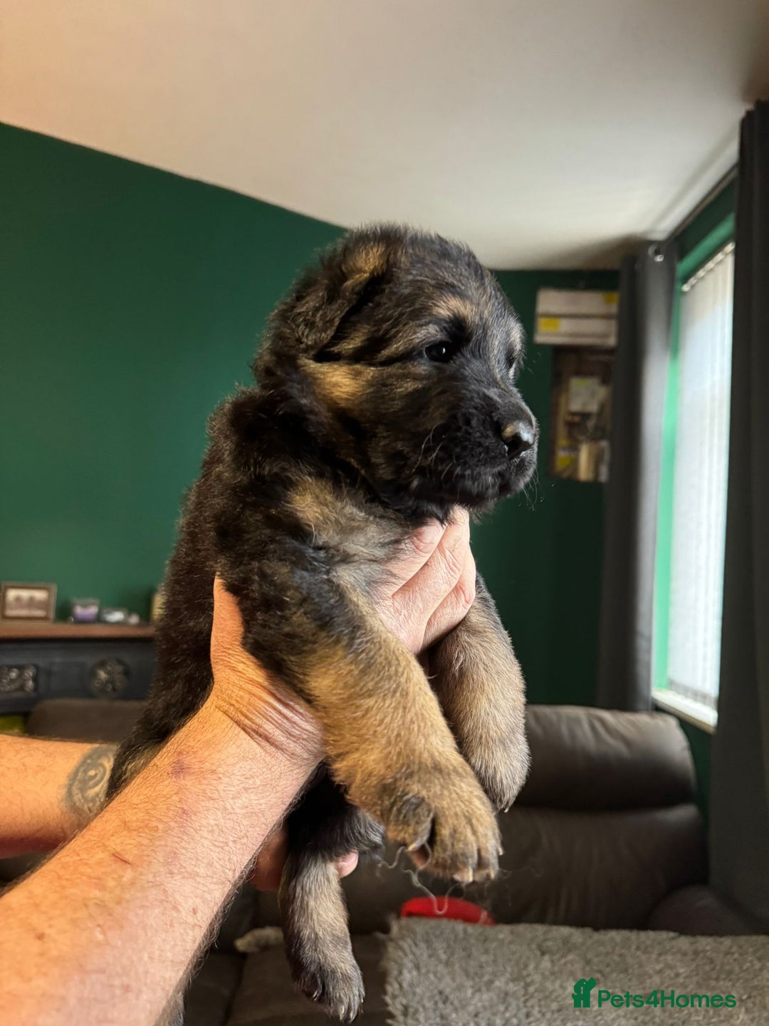 German Shepherd dogs for sale: German Shepherd Litter - Image 5
