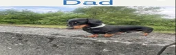 Miniature Dachshund dogs for sale: Stunning miniature dachshund puppies - Advert 12