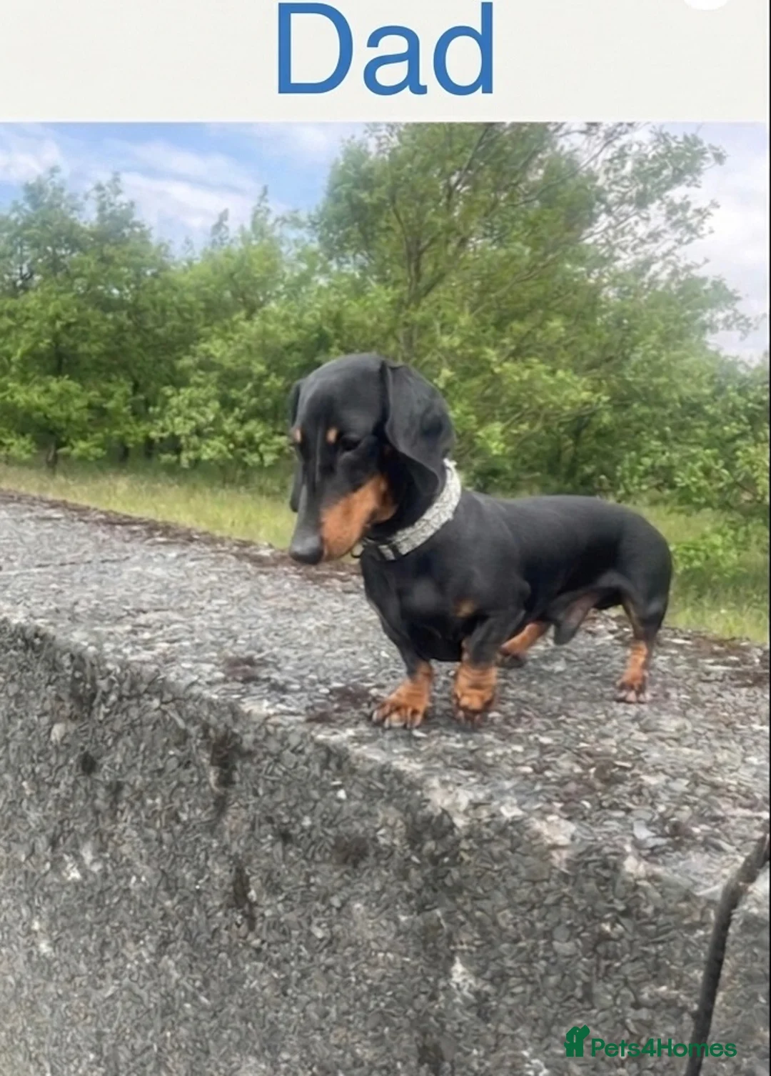 Miniature Dachshund dogs for sale: Stunning miniature dachshund puppies - Advert 12