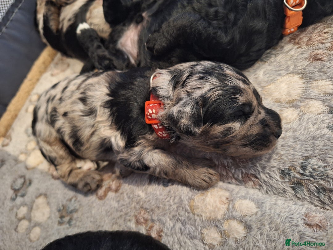 Sproodle dogs for sale: Sproodle Merle puppies  - Image 12