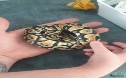 Python Snake reptiles for sale: Pastel royal ball python  - Image 5