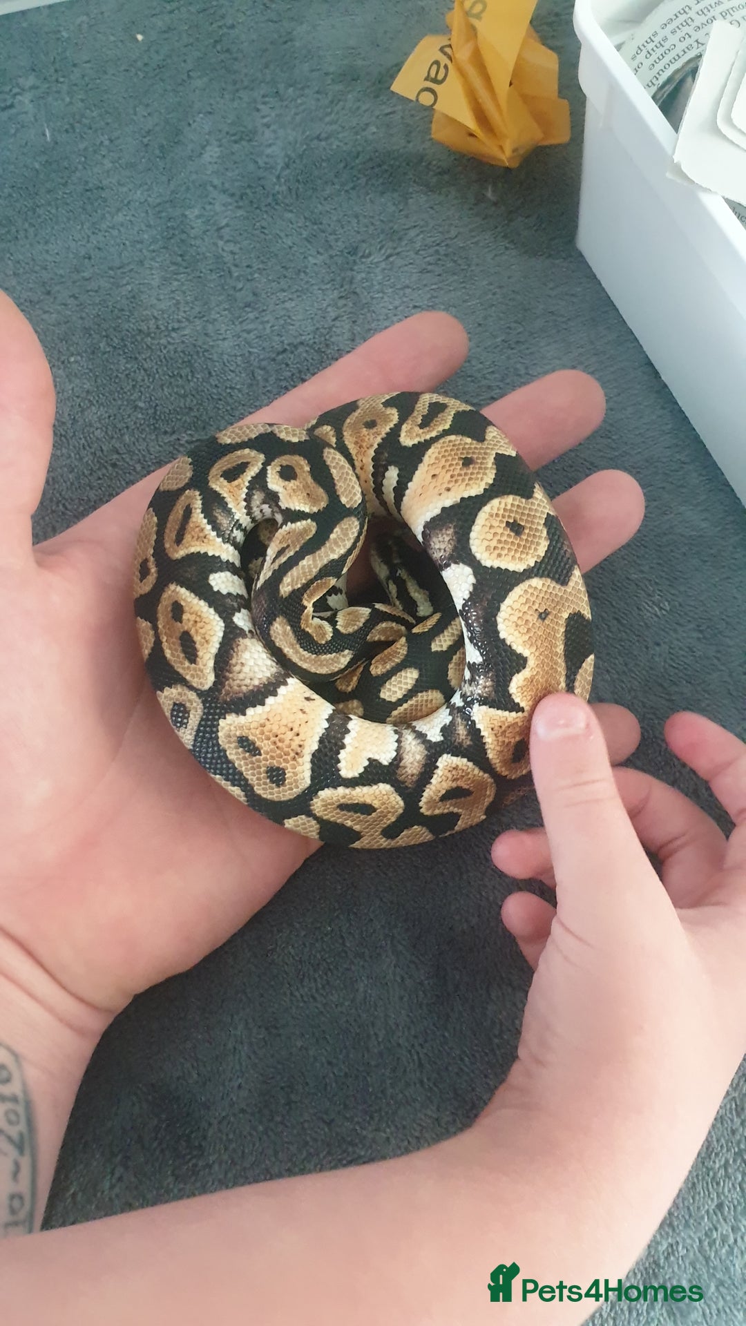 Python Snake reptiles for sale: Pastel royal ball python  - Image 5