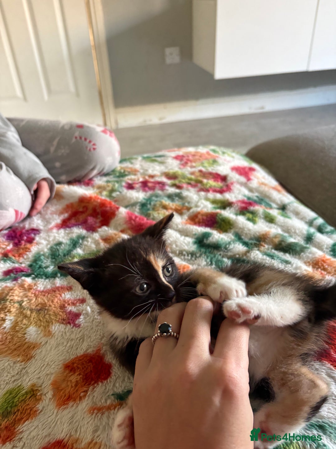 RagaMuffin cats for sale: Beautiful Ragamuffin Kittens Ready December 24th   - Advert 29