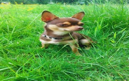 Chihuahua dogs for stud: KC SMOOTH COAT CHIHUAHUA  OPEN  AT STUD 💙 in Doncaster - Image 4