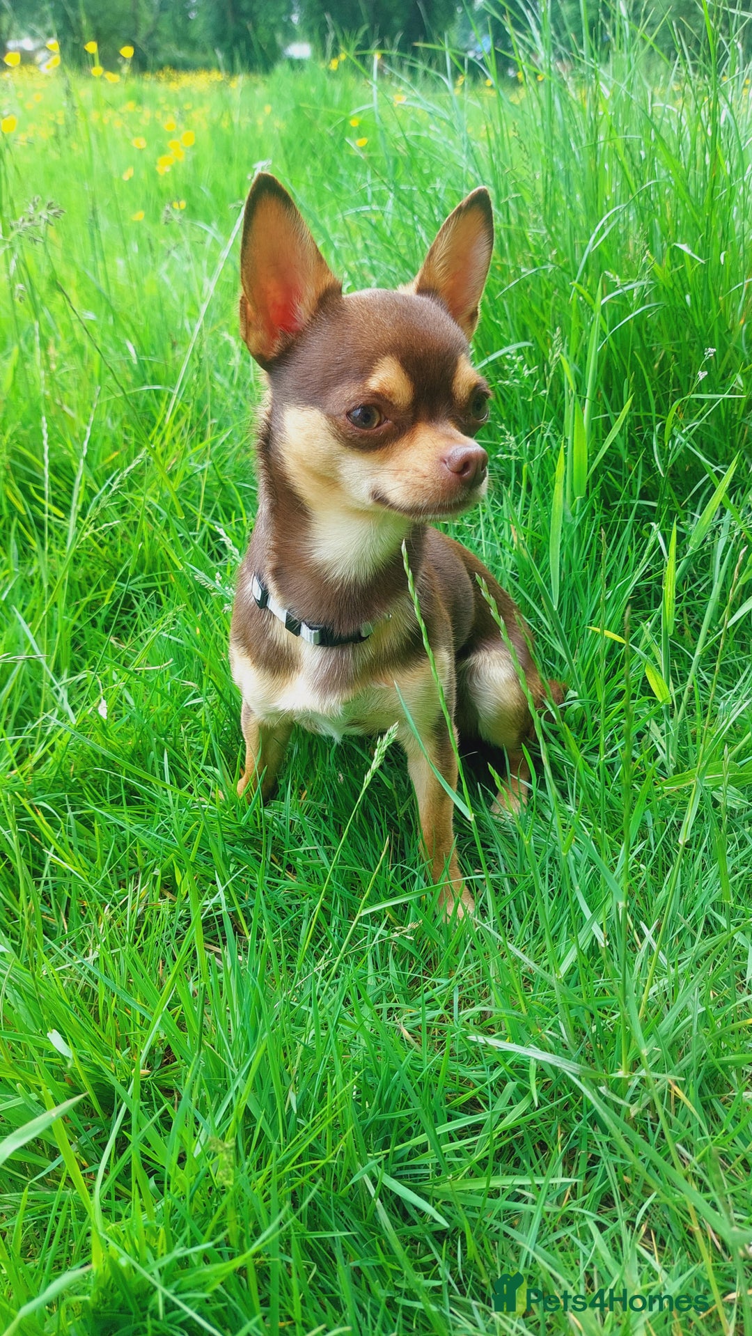 Chihuahua dogs for stud: KC SMOOTH COAT CHIHUAHUA  OPEN  AT STUD 💙 in Doncaster - Image 4