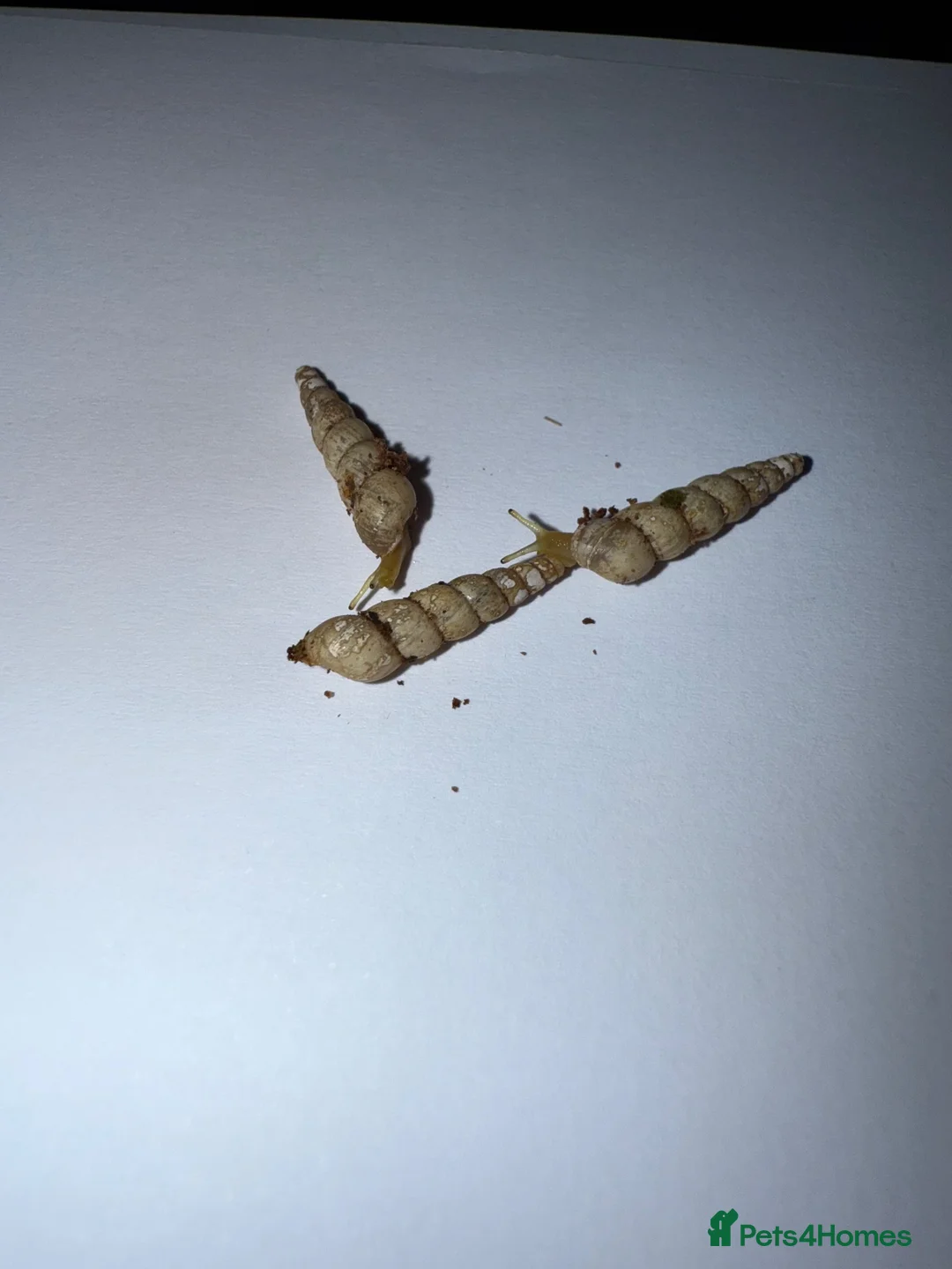 Snails invertebrates for sale: Unicorn snails - Advert 1