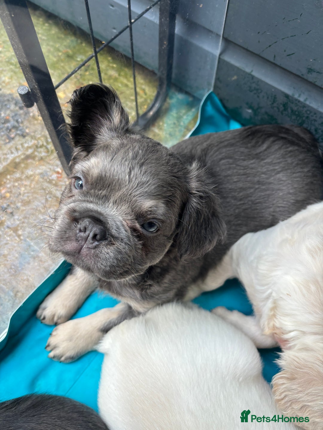 French Bulldog dogs for sale: Quality 5star🌟full visual fluffy French bulldogs  - Image 14