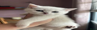 British Shorthair Kitten 1