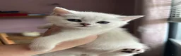 British Shorthair cats for sale: GCCF Reg Beautiful Silver Tipped Kittens  - Advert 9