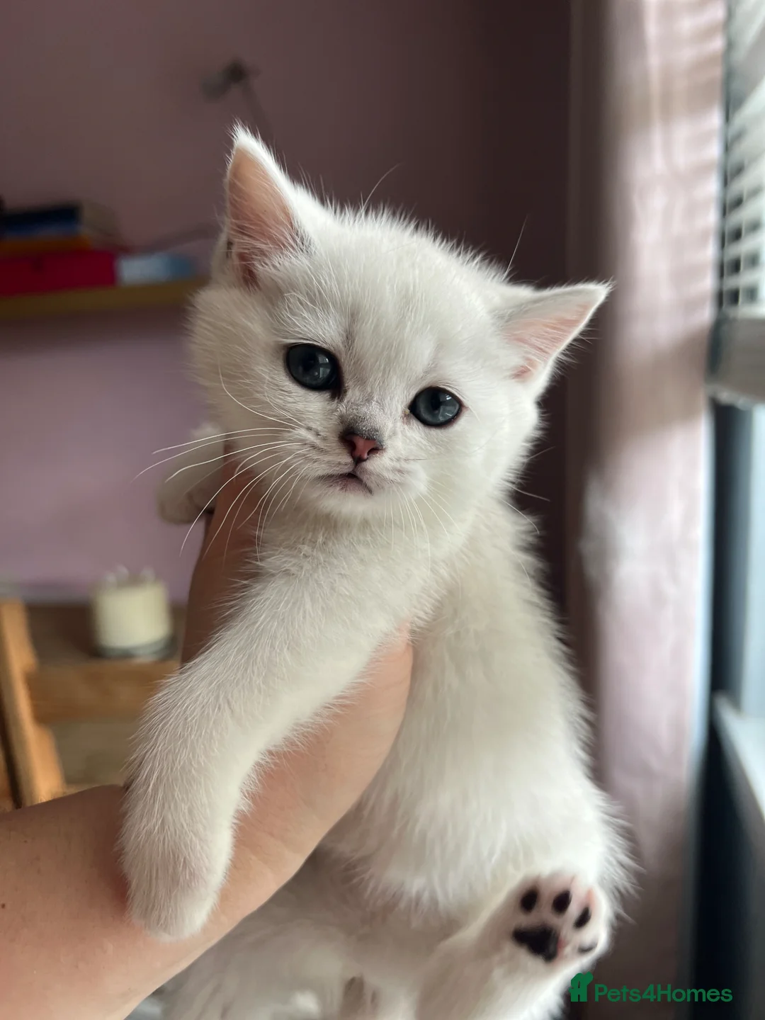 British Shorthair cats for sale: GCCF Reg Beautiful Silver Tipped Kittens  - Advert 9