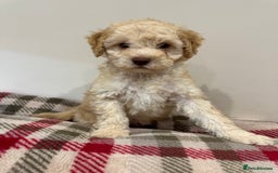 Cockapoo dogs for sale: F2 Cockapoo puppies - Image 2