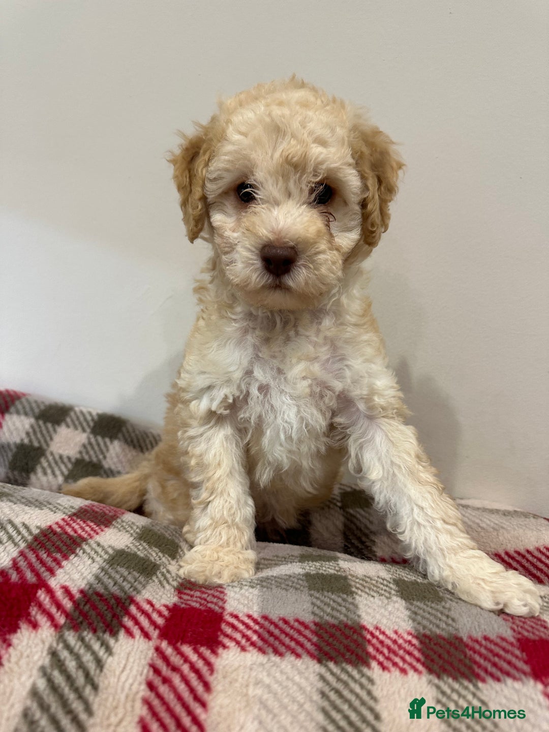 Cockapoo dogs for sale: F2 Cockapoo puppies - Image 2