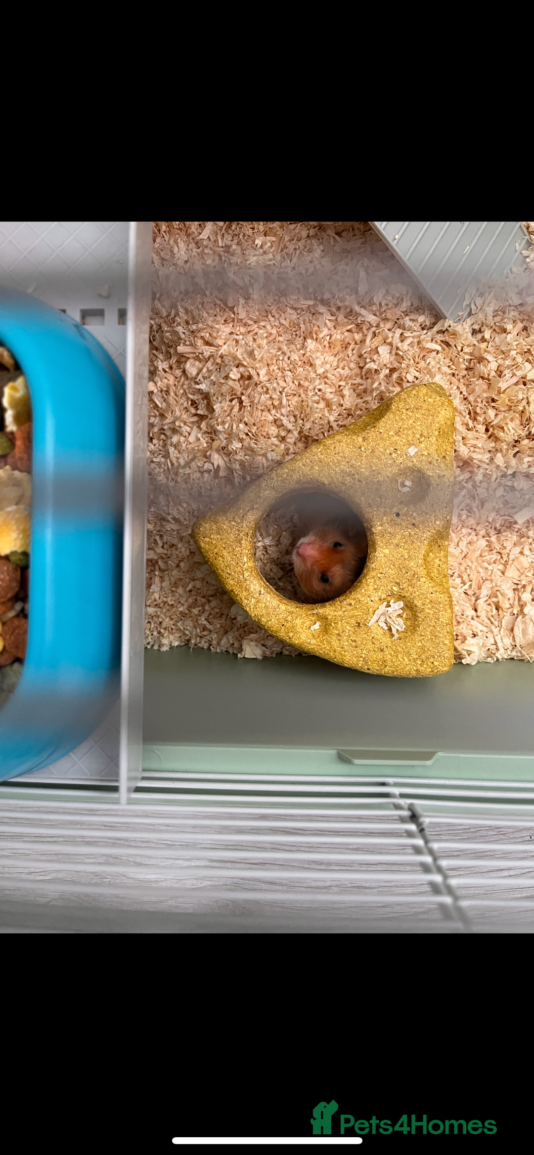 Hamster rodents for sale: the sweetest male syrian hamster ❤️ - Image 3