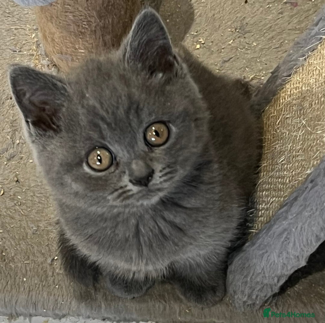 British Shorthair cats for sale: Stunning pure British shorthaired kittens - Image 20
