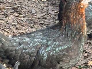 Chickens poultry Pol hybrid black copper marans and isa browns - Advert 13