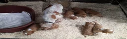 Sprocker dogs for sale: Sprocker x Cocker Spaniel Puppies - Advert 3