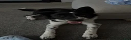 Border Collie dogs for sale: Charlie  - Advert 9