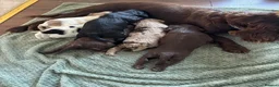 Cocker Spaniel dogs for sale: Cocker spaniel puppies  - Advert 17