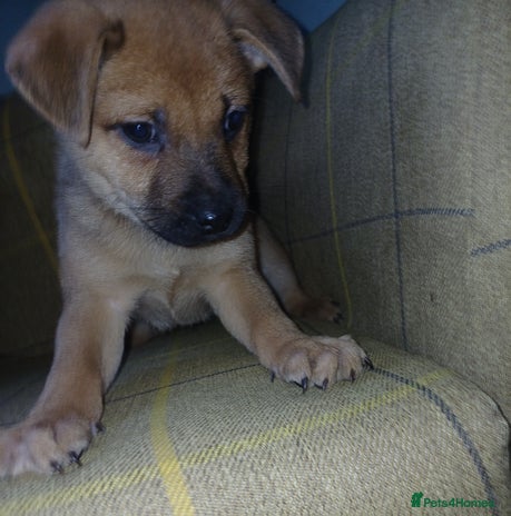 Mixed Breed dogs - Advert 2